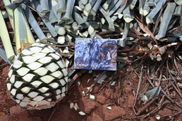 image-6
